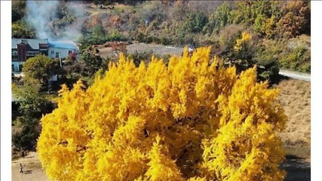 나무 한 그루로 관광사업 하겠다는 원주