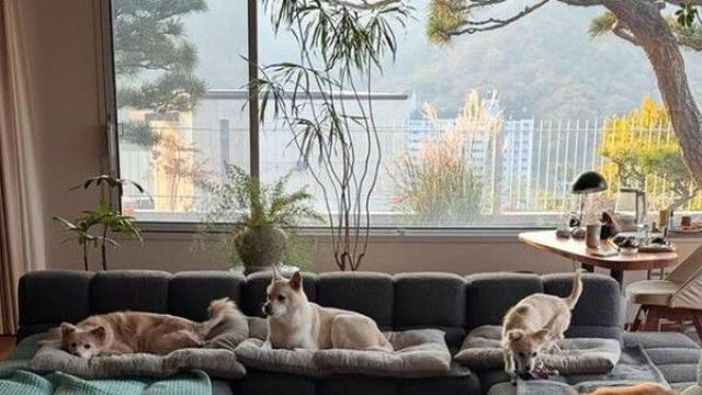 이상순♥이효리, 60억 평창동 新 보금자리 최초 공개… 벽난로·책·카펫으로 채운 '아늑한 거실' 속 반려견들과의 평온한 일상