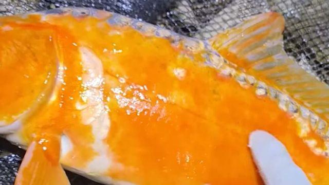 비단잉어인 줄 알았는데... 서울 근교 하천에서 족대로 잡은 '희귀 물고기'