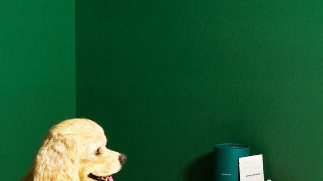 반려동물 건강수명 늘려주는 펫 영양제, 뷰티템 추천 9