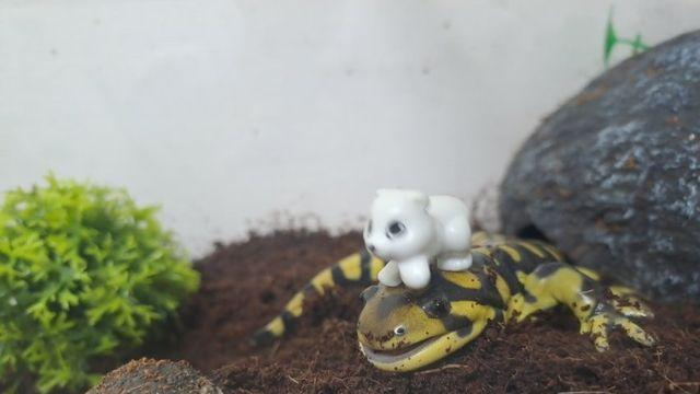 양서류는 미련한 종족이다