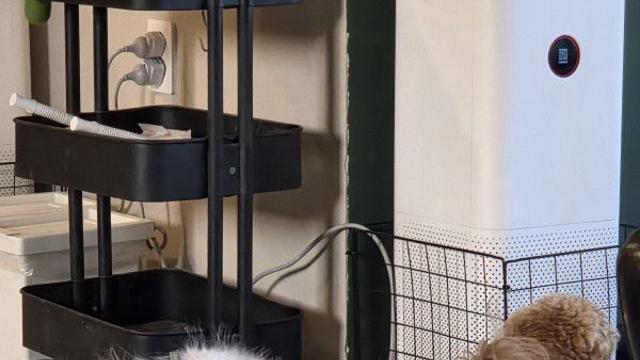 몽이 괴롭힘 당했어요 ㅠ