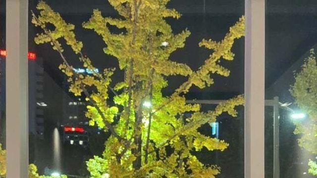 송혜교, 쇼트커트도 찰떡 소화