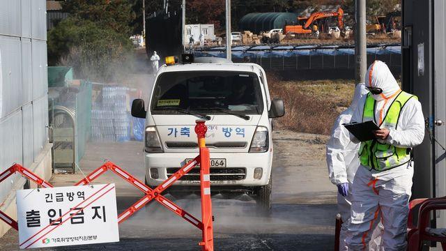 경기남부 조류인플루엔자 확산 '비상'…긴장 속 방역 강화