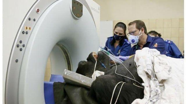 다양한 동물들 MRI 촬영 모습