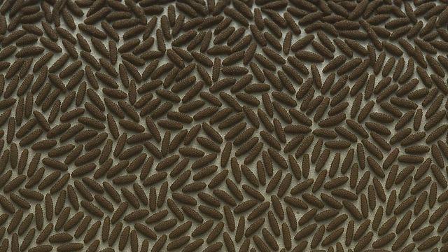 무려 5만 8430마리 바글바글…최근 부안 바다에 떼로 풀린 '이 생명체' 정체