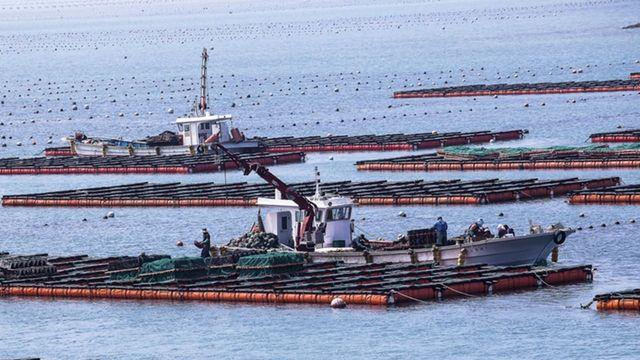 '세계적인 기준 생깁니다..' 이곳 저곳 인기더니, '글로벌 규격화' 작업 시작한다는 우리나라 대표 수산물
