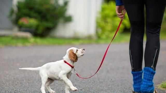 이탈리아 북부 자치도, 관광객 반려견에 세금 매기려다 철회