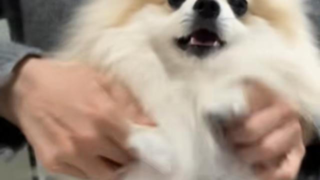 매끈매끈한 블랑✨