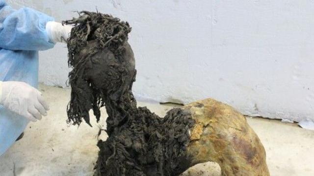 4만 년 전 매머드 'RNA' 분석…죽기 전 '스트레스' 왜?