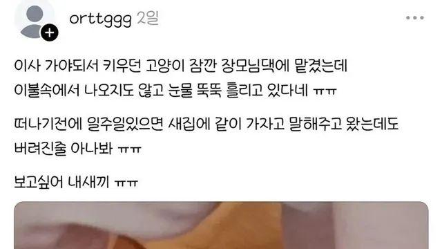 주인이 버리고간줄 알았던 고냥이.jpg