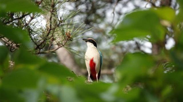 거제남부관광단지 조성 예정지, 천연기념물 팔색조 집단번식지였다