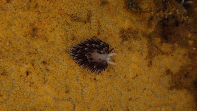 이게 대체 뭐야…국내 미기록된 독특한 외형의 '이 생명체' 5종 새로 발견