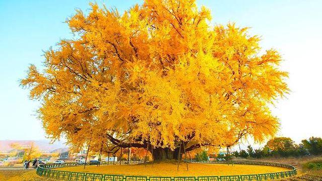 한국에서 가장 아름다운 나무