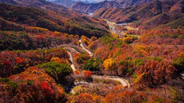 지금 가면 딱 절정… 가을빛 짙게 내려앉은 ‘국내 드라이브 명소’