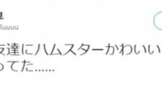 잘 못 보낸 햄스터 사진.