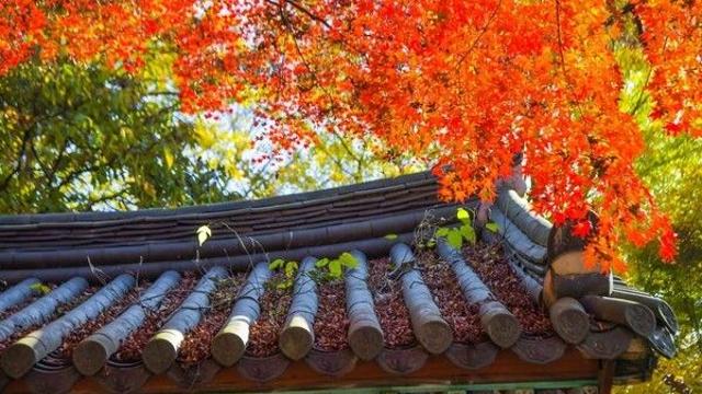 정읍 가볼 만한 곳, 내장산의 고요와 미식의 향연이 어우러진 길