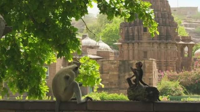 원숭이 인생 하나 망치기