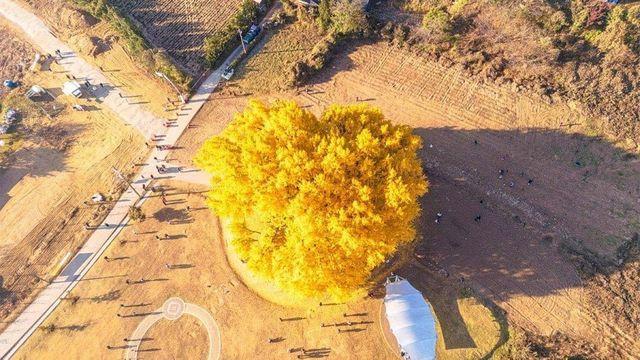 국내 최고령 은행나무.jpg