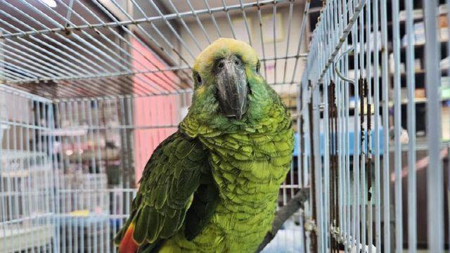 “앵무새가 커피 훔쳐 마셔요”…출동하니 '멸종위기종' 추정 개체