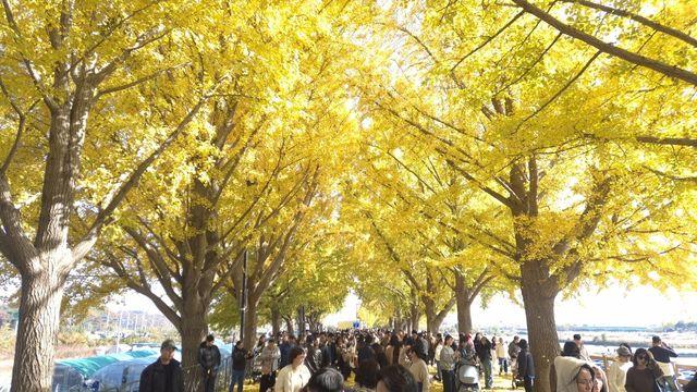 아산 곡교천 은행나무길 황금빛 가을 정취 절정