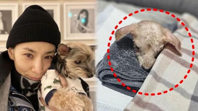 배우 김서형, 욕창·근육 강직 노견 '노키' 입양...20년 된 반려견 떠나 보낸 후 행보에 모두 감동 (+엔젤프로젝트)