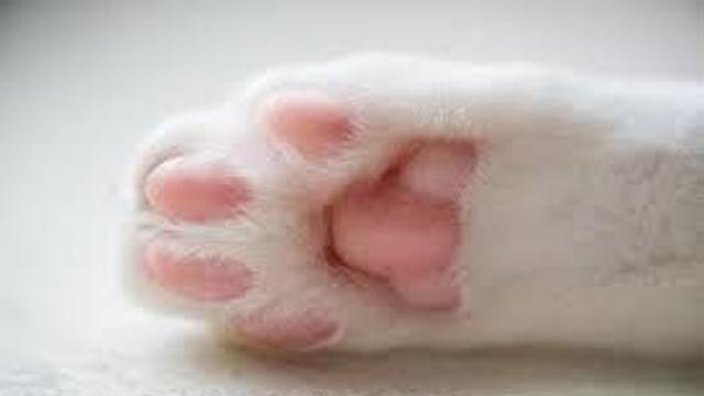 고양이 키우는 집이 부러워서 구매한 것.