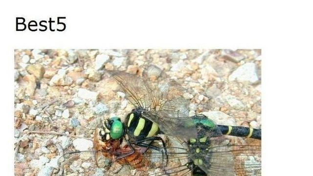 장수말벌 작살내는 천적 BEST5