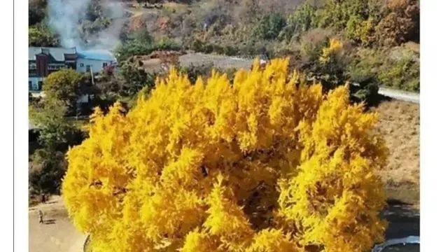 나무 한 그루로 관광사업 하겠다는 원주시,,