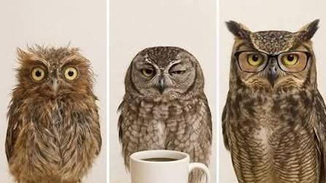 부엉이로 알아보는 커피의 효과