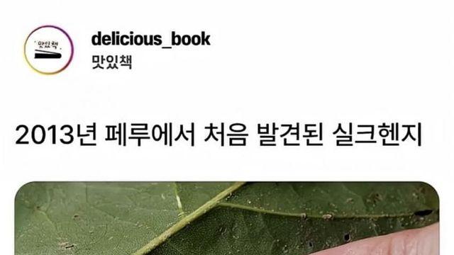 신기신기 거미가 만드는 신기한 구조물