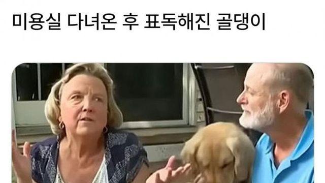 표독표독 미용실 다녀온 후 표독해진 골댕이