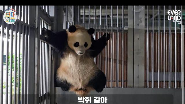 철창타는 후이바오 보고 송바오가 하는 말