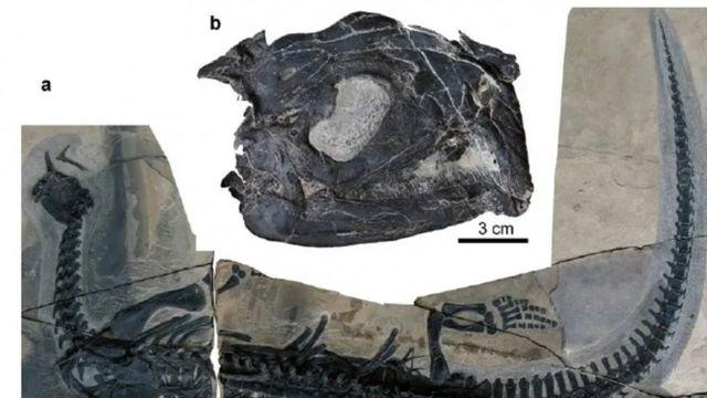 괴상한 입구조를 가졌다고 오인했던 생물