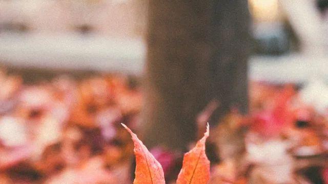 단풍 거의 다 떨어졌다