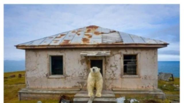 요즘 야생 북극곰이 지내는 곳.