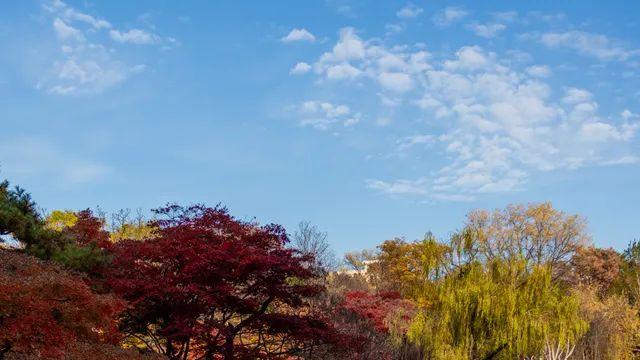 빛 좋은 창덕궁&창경궁 (15pcs)