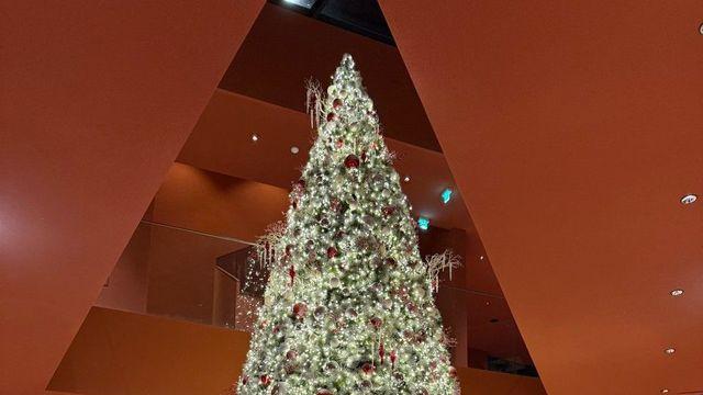 크리스마스 트리 맛집! 올겨울 꼭 가봐야 할 ‘대형 트리 카페’ 5