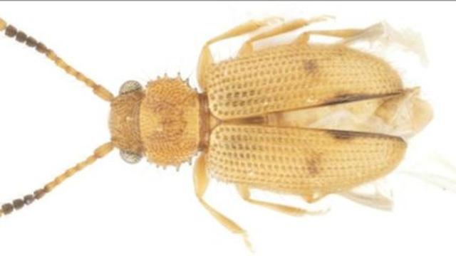 제주·거제 남부 섬서 열대·아열대 곤충 발견…기후변화 주목