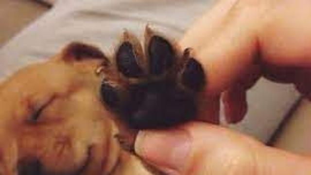 공감능력 쩌는 댕댕이.