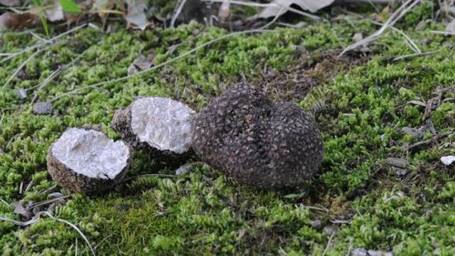 전 세계 기록에도 없던 버섯…한국 땅속에서 무려 141종 발견