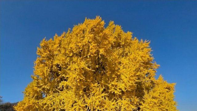 오피셜) 반계리 은행나무 시즌 종료 