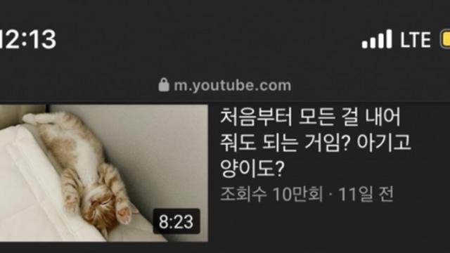 고양이 집사의 제목 센스.