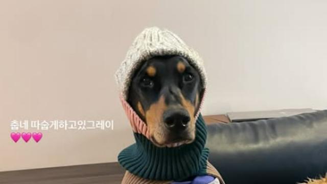 배정남, 반려견 향한 그리움…”따숩게 하고 있그레이”