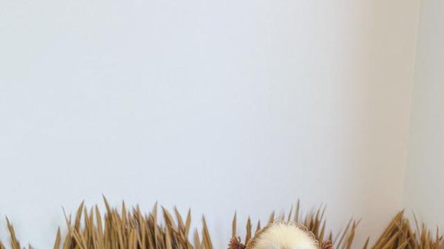 블랑이는 엄마랑 김장하고 왔어요????