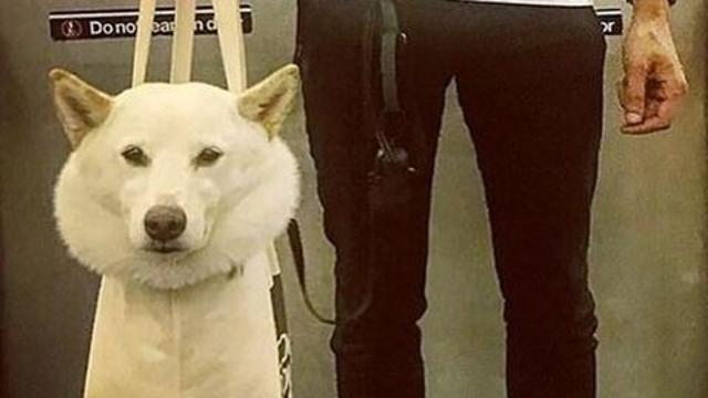 뉴욕 지하철 안의 댕댕이.