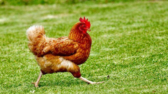 계란 난각번호가 4번인데 왜 비싸?