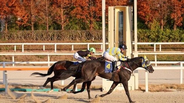 '몸값 1억6000만원' 그대만있다면…과천시장배 경마대회 우승