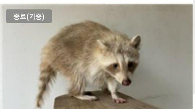 포인핸드에 올라오는 특이한 동물들