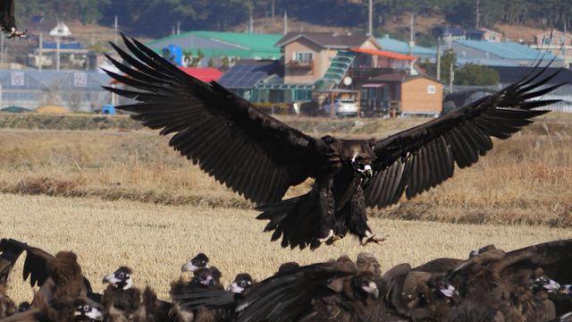 3천㎞ 날아 경남 고성 찾은 몽골 독수리떼…월동 맞춰 생태체험·축제